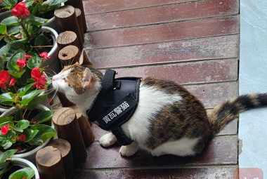 Avez-vous déjà vu un chat policier? Ce chat policier à Chengdu est la capacité de médiation de première classe!