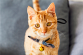 Clonage pour animaux de compagnie
