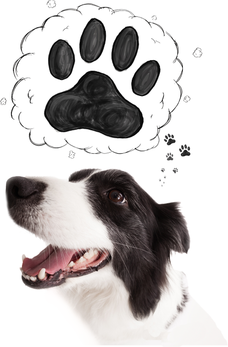 Clonage pour animaux de compagnie