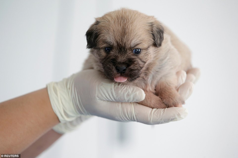 Welcome to the world: A staff member holds 24-day-old clone of Juice at the biotech company Sinogene  on October 11