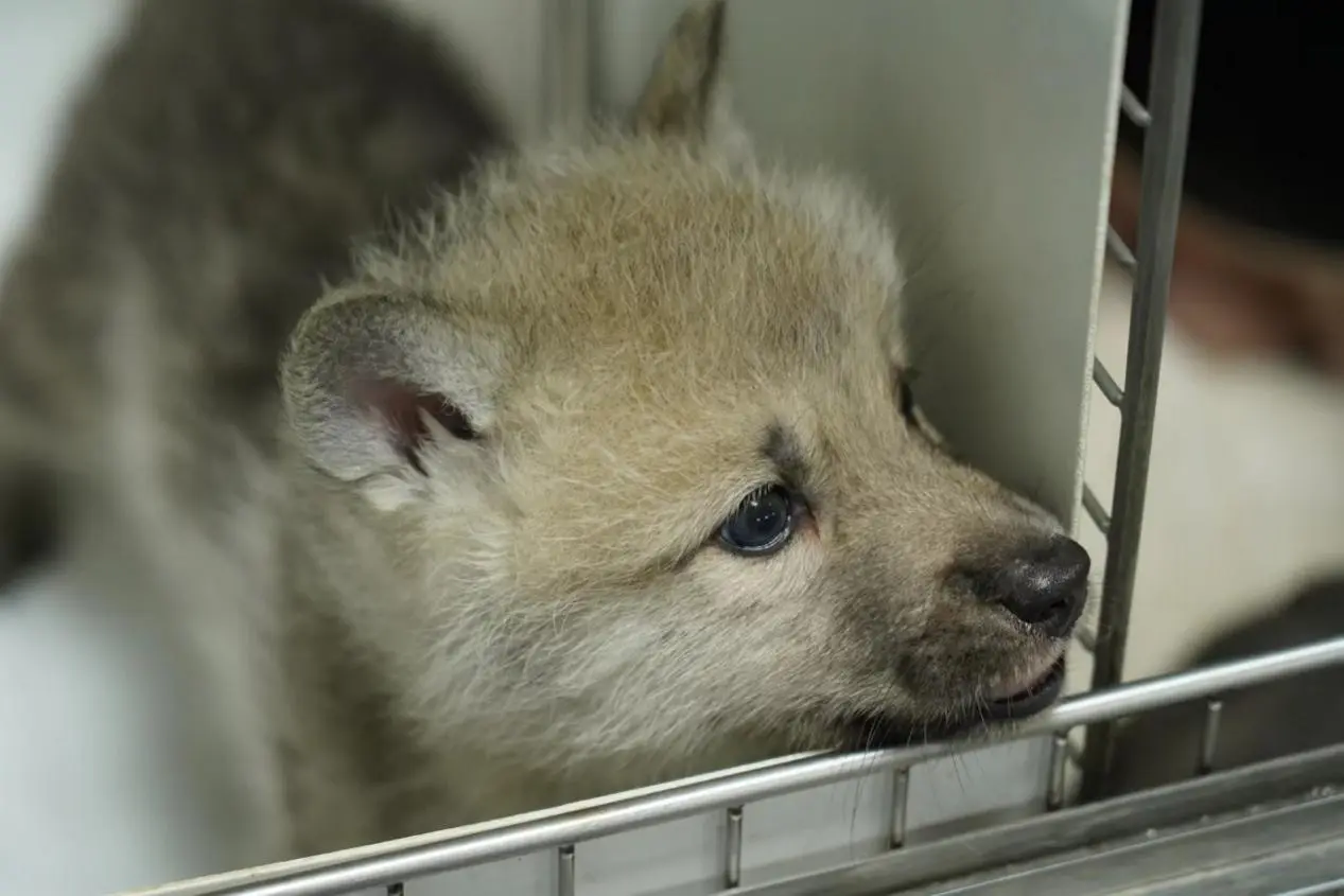 Le premier loup arctique cloné au monde est né! Sinogene autonomise la conservation de la diversité des espèces