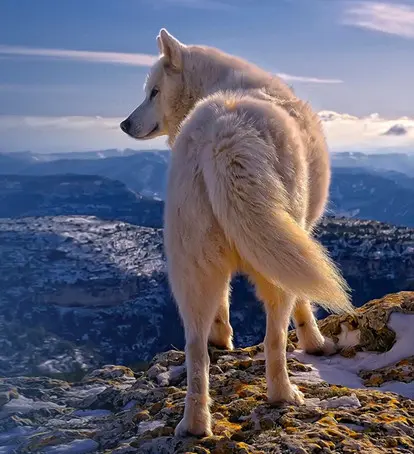 LE PREMIER LOUP ARCTIQUE DU MONDE