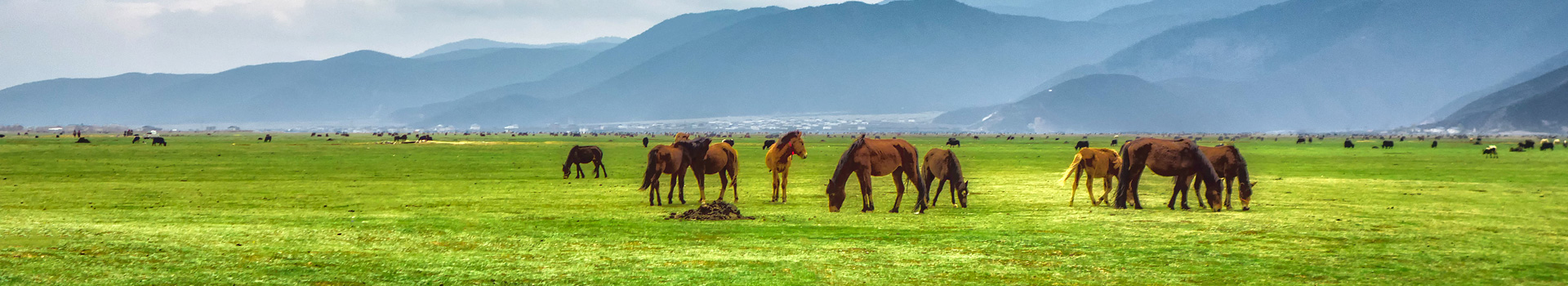 Clonage de cheval