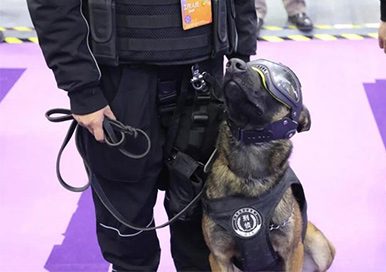 Les chiens policiers clonés attirent beaucoup d'attention à l'Expo