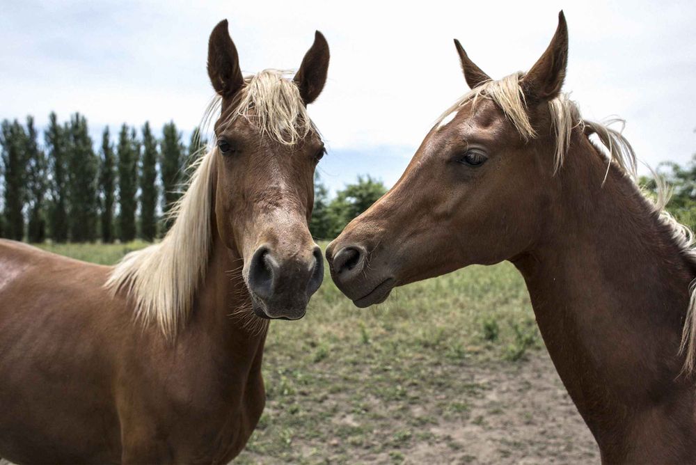 Clonage de cheval