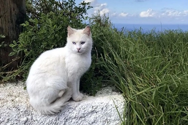 Quelles couleurs les chats peuvent-ils réellement voir? Ont-ils une couleur préférée?