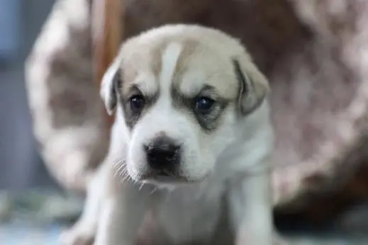 Le premier chien à la rédaction génique cloné en Chine soulève des préoccupations éthiques