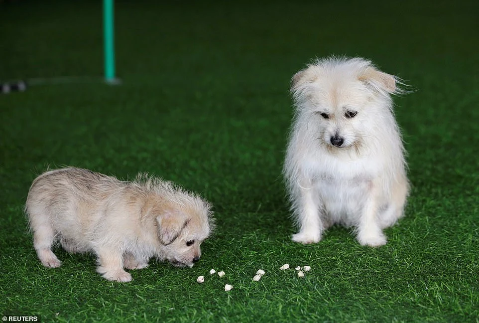 Deux d'un genre: le premier clonage d'animaux de compagnie en Chine