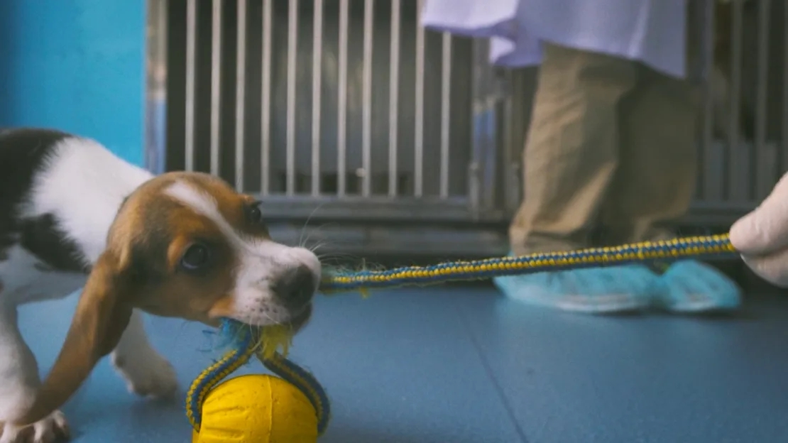 Une entreprise chinoise clone un chien édité par un gène pour traiter les maladies cardiovasculaires