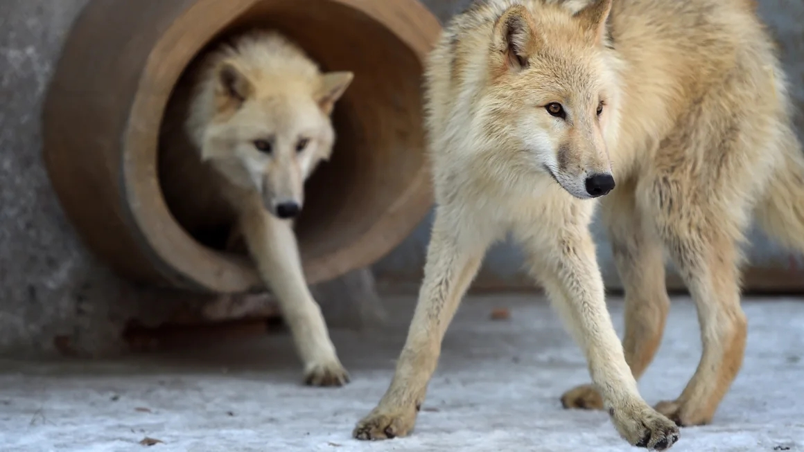 Des chercheurs chinois clone un loup de l'Arctique dans le cadre du projet de conservation du paysage