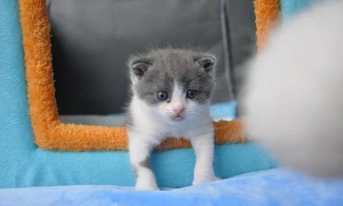 Le chat des clones d'une société génique chinoise suscite un large intérêt pour les consommateurs