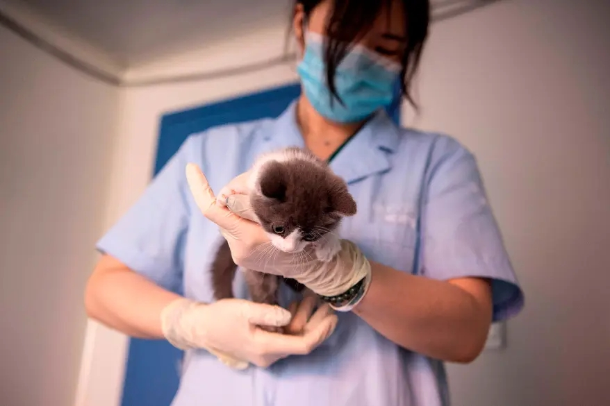 La Chine présente le premier chaton cloné