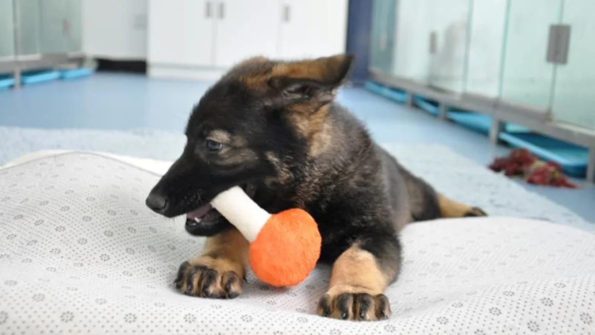 La Chine commence à former le premier chien policier cloné