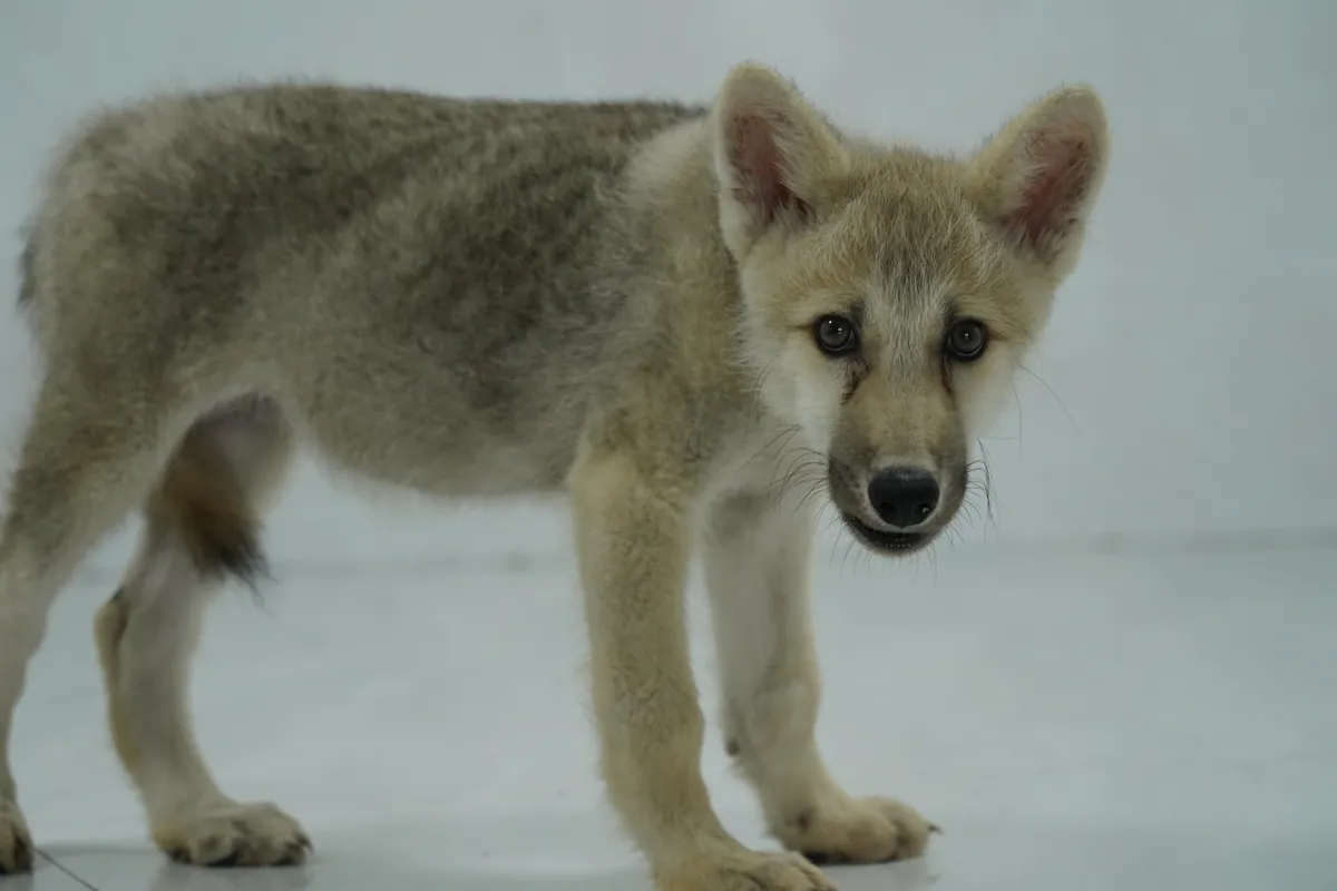 La Chine révèle le premier loup arctique cloné au monde