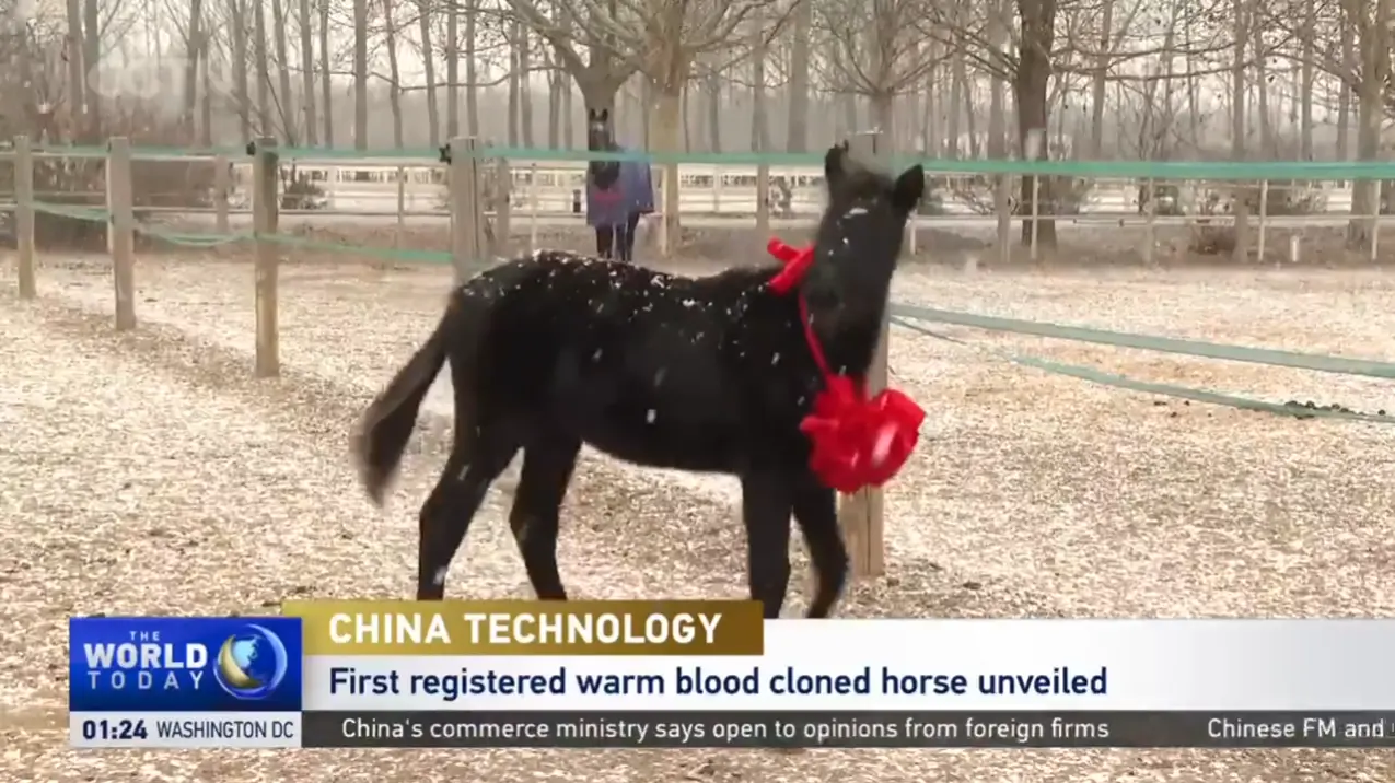 Technologie chinoise: le premier cheval cloné à sang chaud enregistré dévoilé