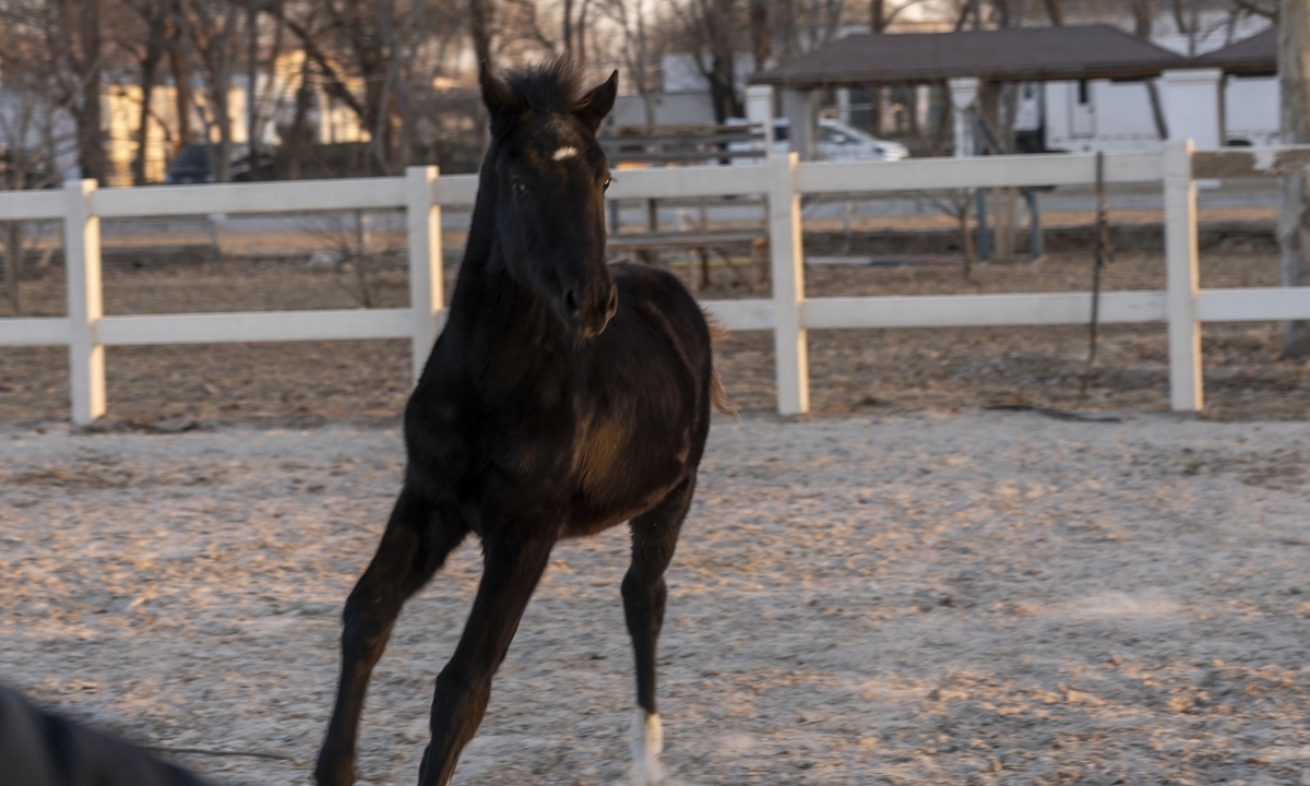 Le premier cheval de sang chaud cloné enregistré en Chine fait ses débuts à Pékin